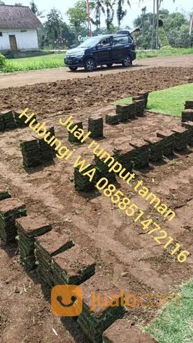 Rumput Taman Gajah Mini Banjar Rumput Kwalitas No 1 Harga Petani