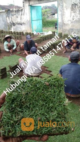 Rumput Jepang Sumbawa Barat,Rumput Subur Sumbawa Barat Siap Tanam