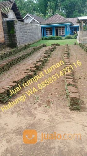 Rumput Jepang Sumbawa Barat,Rumput Subur Sumbawa Barat Siap Tanam
