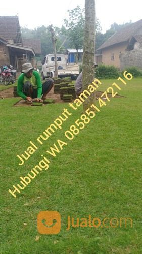 Rumput Jepang Sumbawa Barat,Rumput Subur Sumbawa Barat Siap Tanam