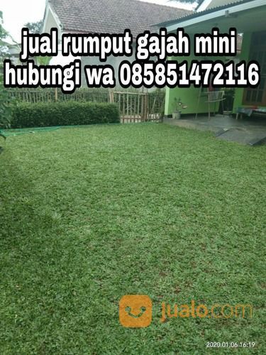 Rumput Gajah Mini Sumber Cirebon,Rumput Hias Palling Murah