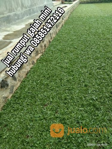 Rumput Gajah Mini Sumber Cirebon,Rumput Hias Palling Murah