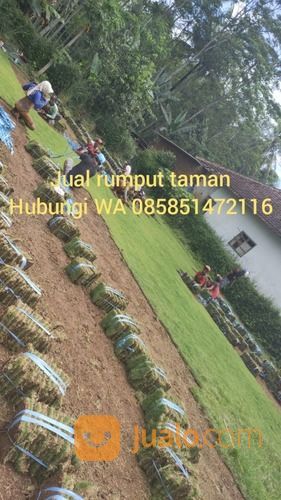 Rumput Golf Kota Banjar,Rumput Hidup Harga Petani