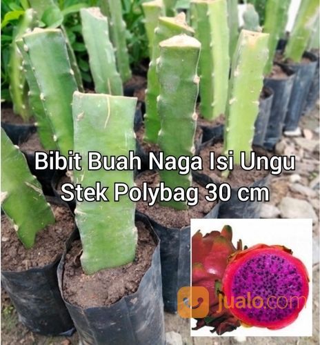 Bibit Buah Naga Polybag Stek 30 Cm