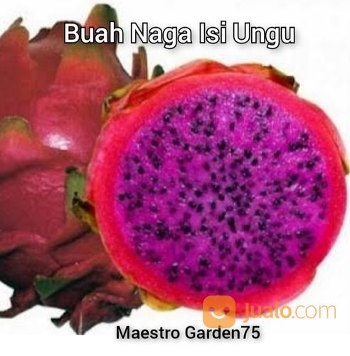 Bibit Buah Naga Polybag Stek 30 Cm