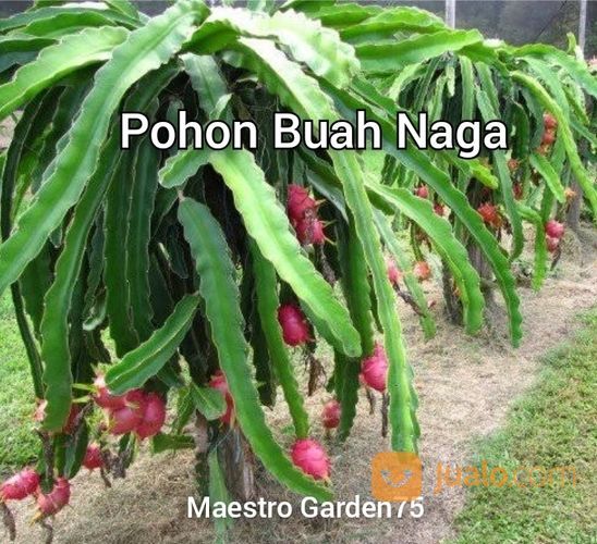 Bibit Buah Naga Polybag Stek 30 Cm