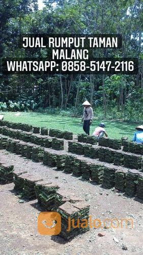 Rumput Jepang Taragong Kidul Garut,Rumput Taman Siap Tanam (31055443) di Kab. Garut