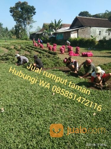 Rumput Gajah Mini Varigata Brebes,Rumput Kwalitas No 1 Siap Tanam