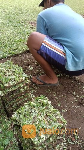 Rumput Gajah Mini Varigata Brebes,Rumput Kwalitas No 1 Siap Tanam