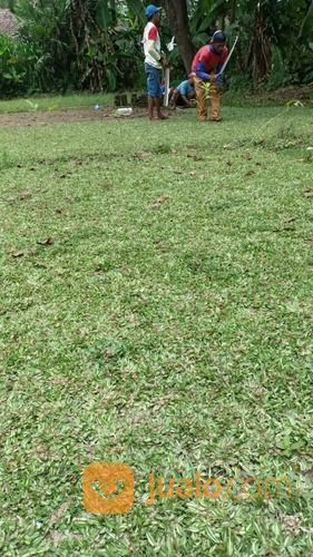 Rumput Gajah Mini Varigata Brebes,Rumput Kwalitas No 1 Siap Tanam