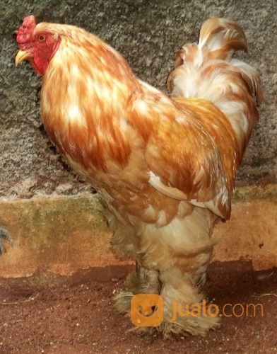 Ayam Brahma Lemon Pyle Jantan Siap Produksi ( Real Photo )