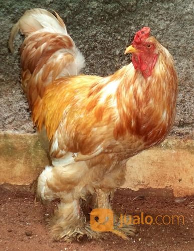 Ayam Brahma Lemon Pyle Jantan Siap Produksi ( Real Photo )