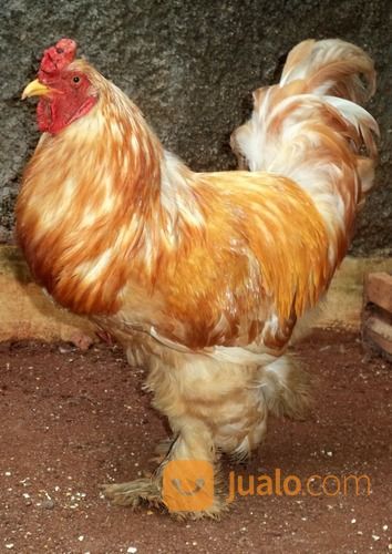 Ayam Brahma Lemon Pyle Jantan Siap Produksi ( Real Photo )