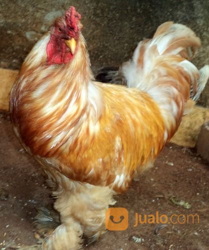 Ayam Brahma Lemon Pyle Jantan Siap Produksi ( Real Photo )