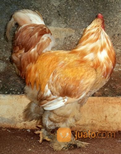 Ayam Brahma Lemon Pyle Jantan Siap Produksi ( Real Photo )