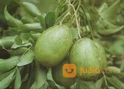 BIbit Tanaman Kedondong - Berbuah Lebat Rasa Manis Segar
