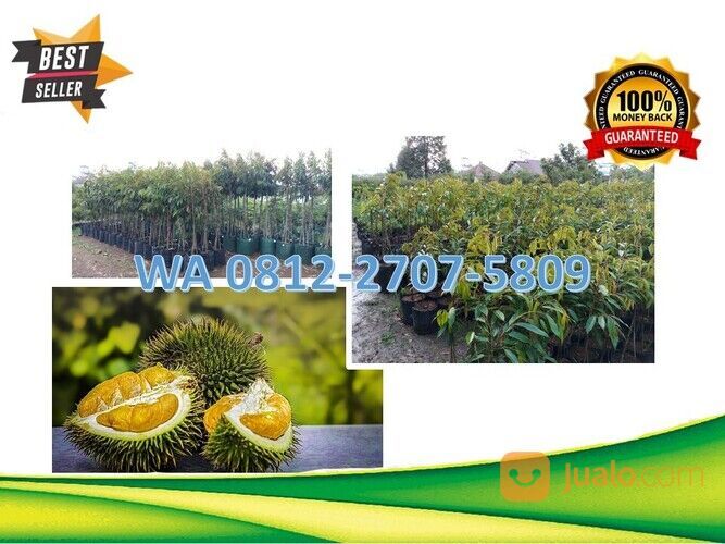 GROSIR, WA 0812-2707-5809, Bibit Durian Rindu Malang