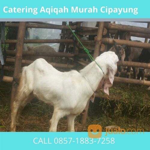 TERJANGKAU! CALL 0857-1883-7258 Harga Kambing Aqiqah Cipayung