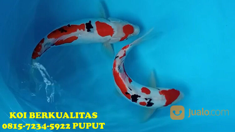 Distributor Ikan Koi Terkenal di Purwakarta 081572345922