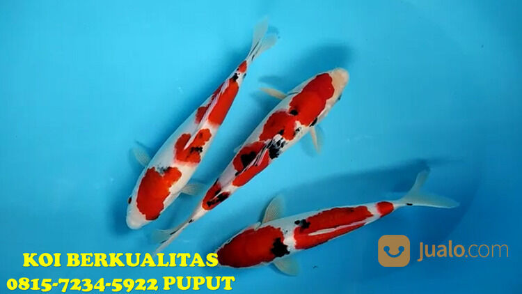 Distributor Ikan Koi Terkenal di Purwakarta 081572345922