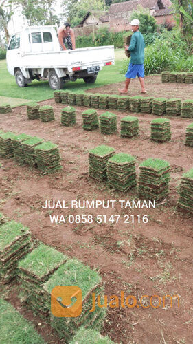 Rumput zoysia Kota Banjar harga termurah siap kirim