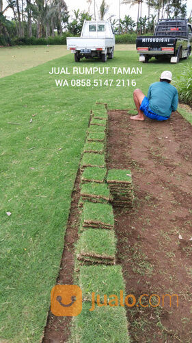 Rumput zoysia Kota Banjar harga termurah siap kirim