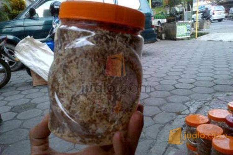 Jual Bibit Kroto Bergaransi Kab Sleman Jualo