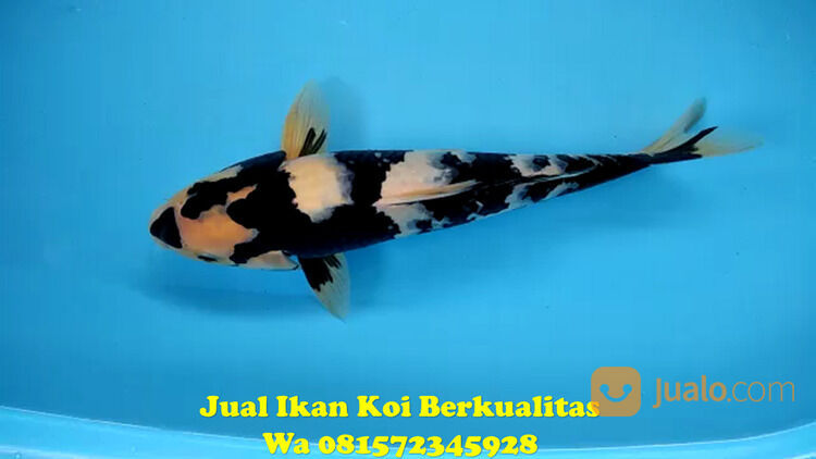 Peternak Ikan Koi Terkenal di Tangerang 085871190697