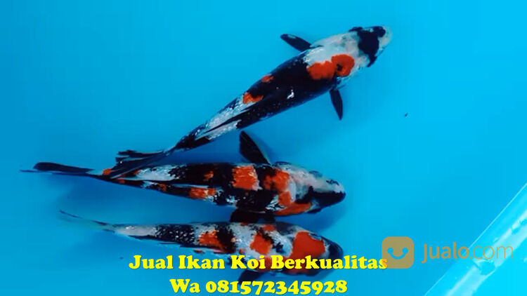 Peternak Ikan Koi Terkenal di Tangerang 085871190697