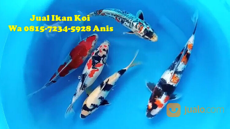 Peternak Ikan Koi Terkenal di Tangerang 085871190697