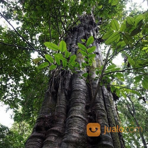 pohon kayu besi