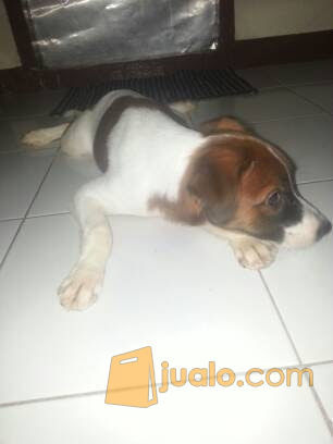 jack russell terrier harga