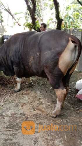 Sapi Bali Jumbo Untuk Qurban di Kota Depok, Jawa Barat | Jualo.com