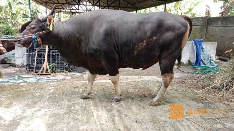 Sapi Bali Jumbo Untuk Qurban di Kota Depok, Jawa Barat | Jualo.com