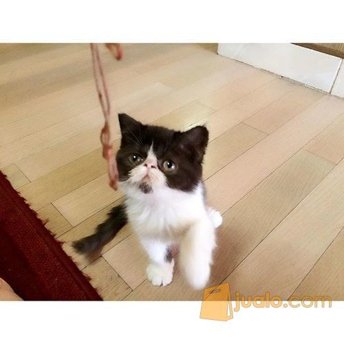 Kucing Exotic Shorthair Bekasi Jualo