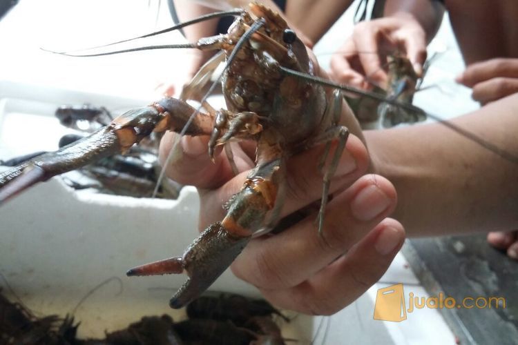 Lobster Air  Tawar Cimahi Bandung Cimahi Jualo