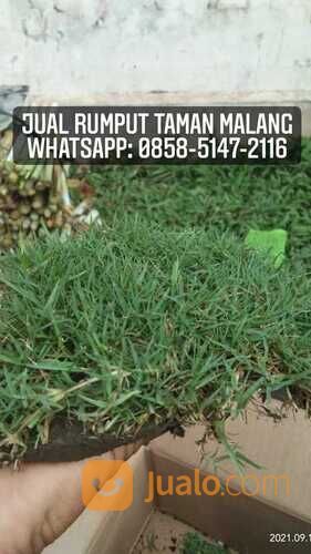 Rumput lapangan sepakbola Kota Tanjung Selor rumput hijau siap tanam