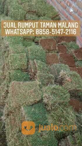 Rumput lapangan sepakbola Kota Tanjung Selor rumput hijau siap tanam