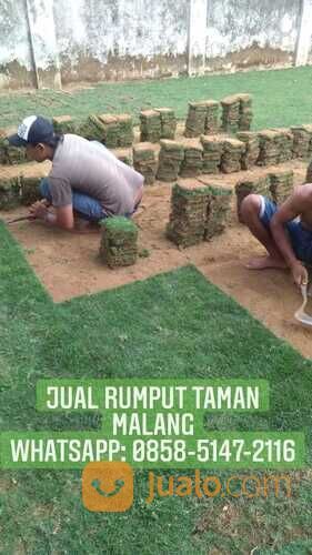 Rumput lapangan sepakbola Kota Tanjung Selor rumput hijau siap tanam