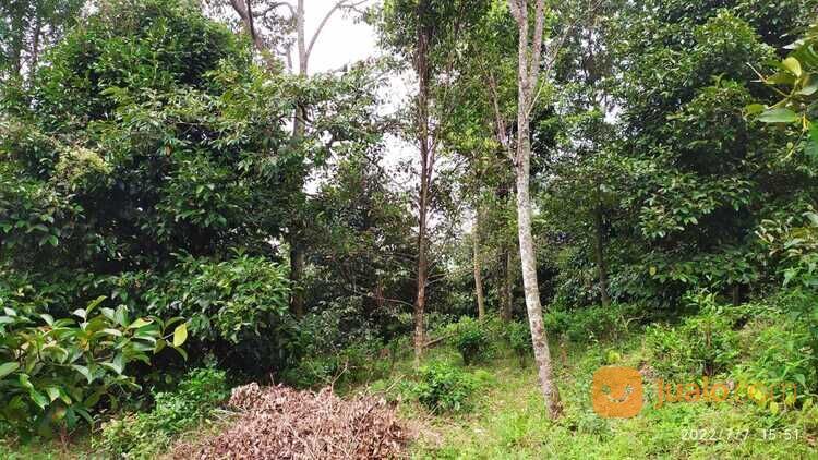 Tanah kebun pinggir jalan Desa wisata Kiarapedes Wanayasa Purwakarta di