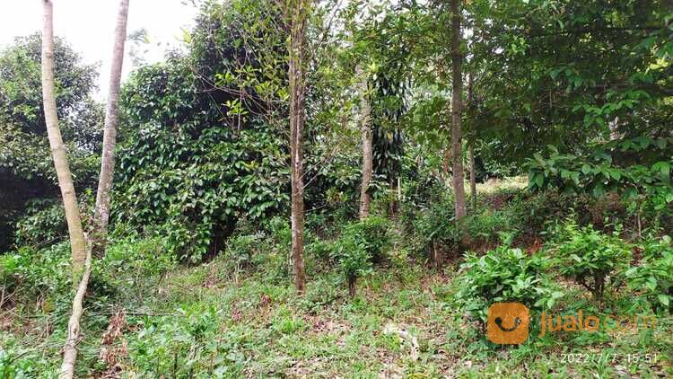 Tanah kebun pinggir jalan Desa wisata Kiarapedes Wanayasa Purwakarta di