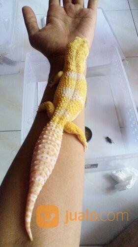 Leopart Gecko panjang 27 cm