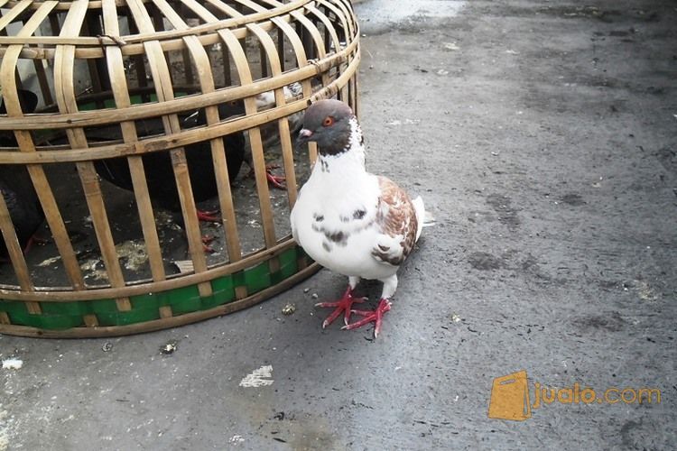 19+ Harga burung merpati kolongan terbaru