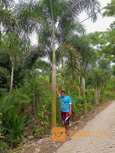 Pohon palem ekor tupai 081292127731