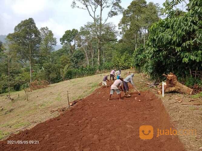 Pesona Villa Sukaharja Tanah Kavling Konsep Perkebunan Terpadu 350rb Per Meter
