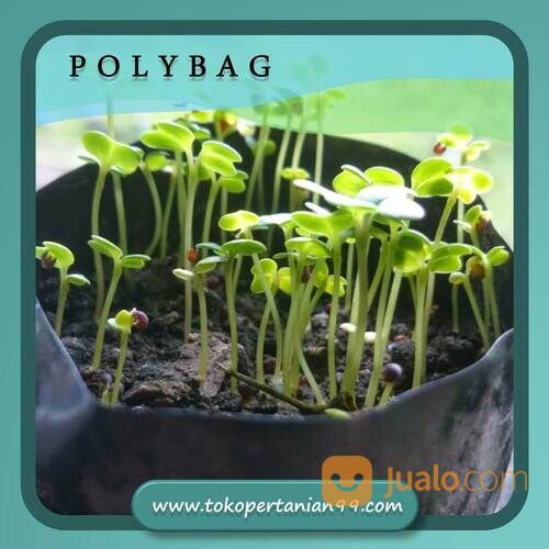 Plastik Polybag Untuk Pembibitan Lebar 10cm, 60cm Termurah & Berkualitas