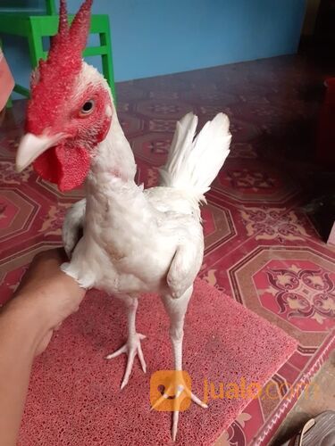 Ayam putih mulus tembus mata putih