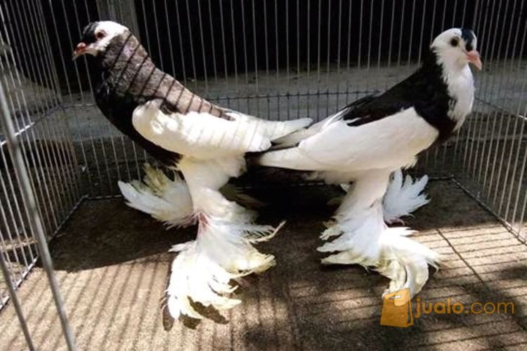 30+ Burung merpati hias terupdate