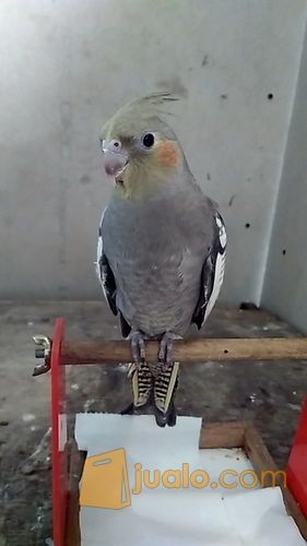 Cockatiel Parrot Burung Parkit Australia Jinak Jakarta Timur Jualo
