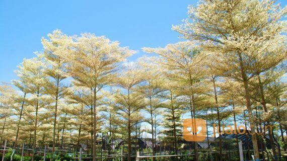 Pohon Ketapang Kabupaten Temanggung Unggul 081272952618 Bergaransi